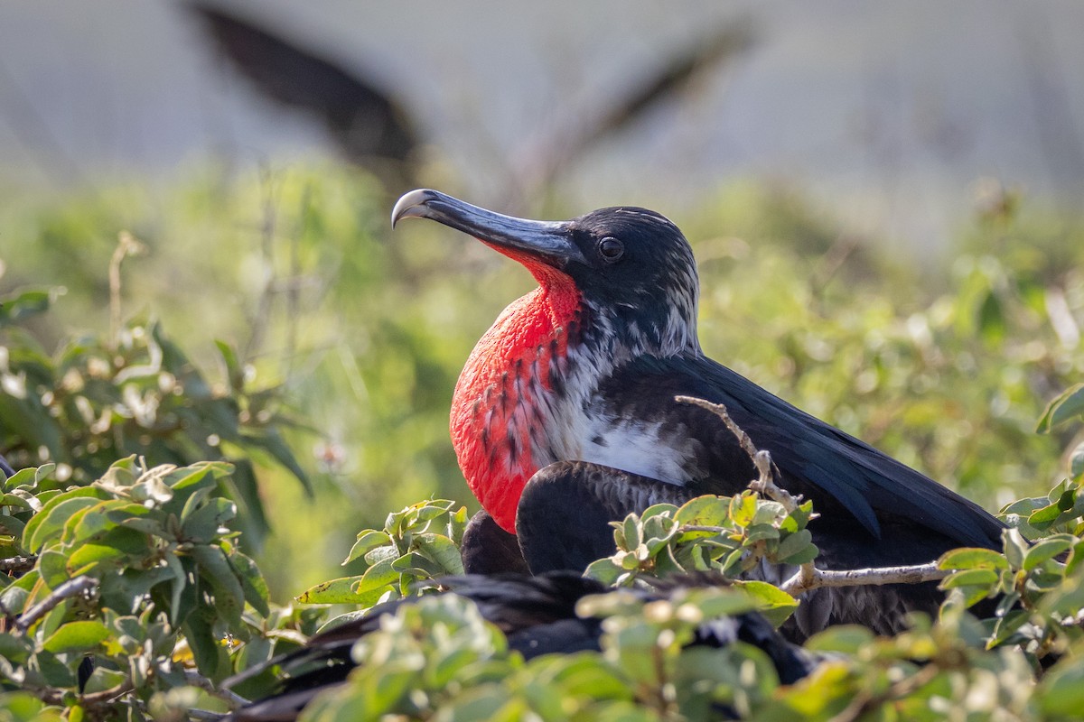 Bindenfregattvogel - ML620711792