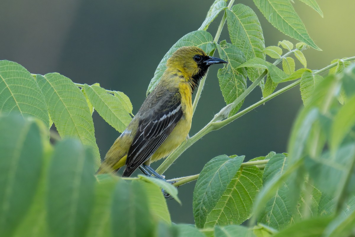 Orchard Oriole - ML620711793