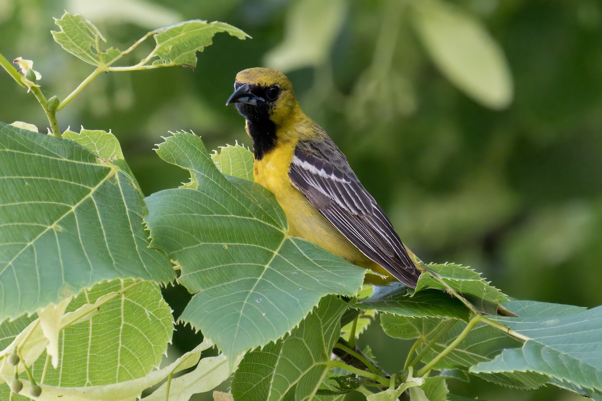 Orchard Oriole - Paco Luengo