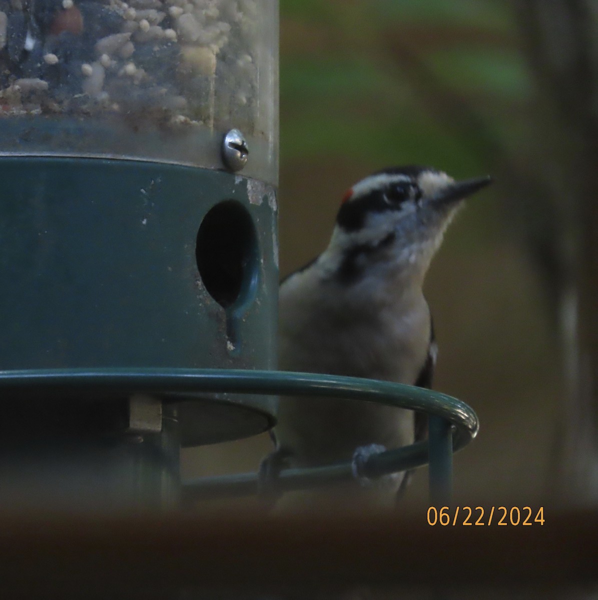 Downy Woodpecker - ML620711800