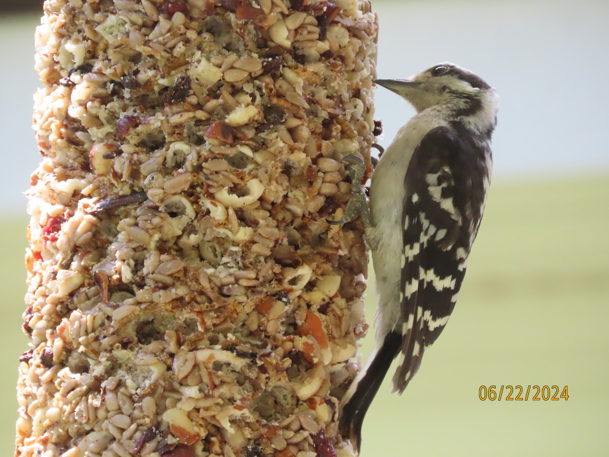 Downy Woodpecker - ML620711802