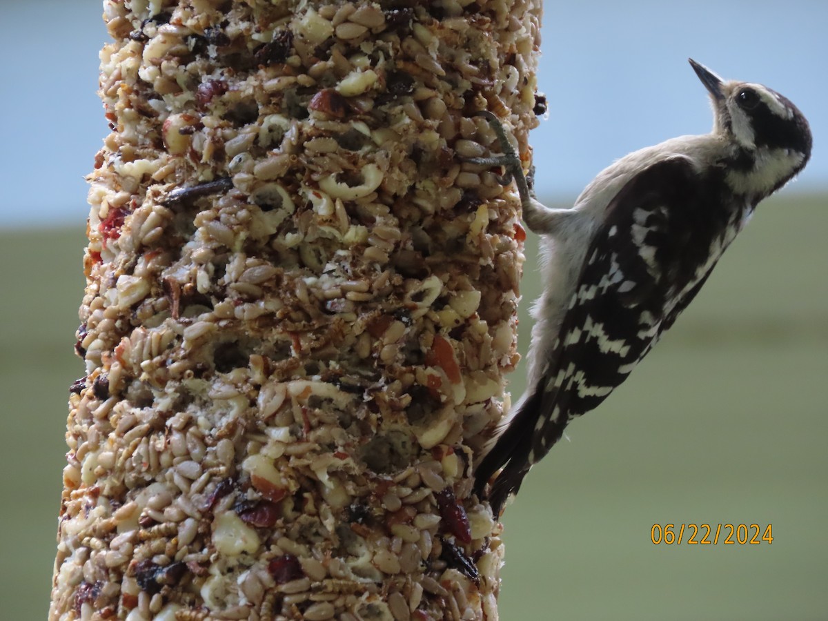 Downy Woodpecker - ML620711805