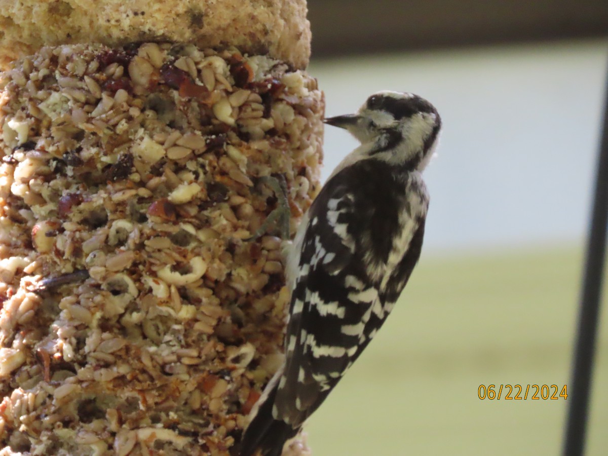 Downy Woodpecker - ML620711807