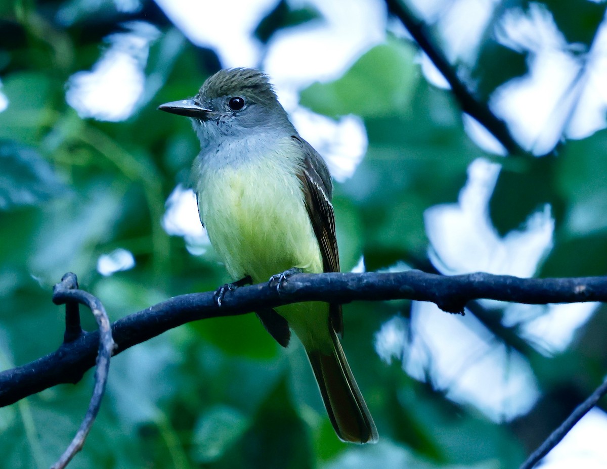 Great Crested Flycatcher - ML620711809