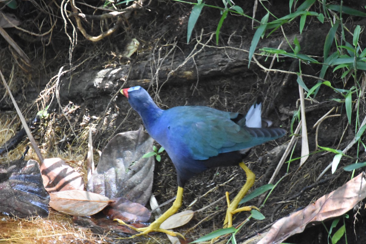 Purple Gallinule - ML620711810