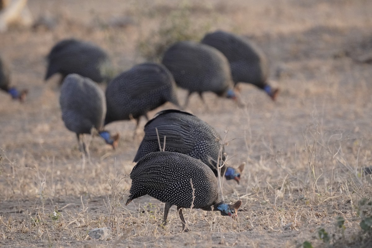 Helmeted Guineafowl - ML620711811