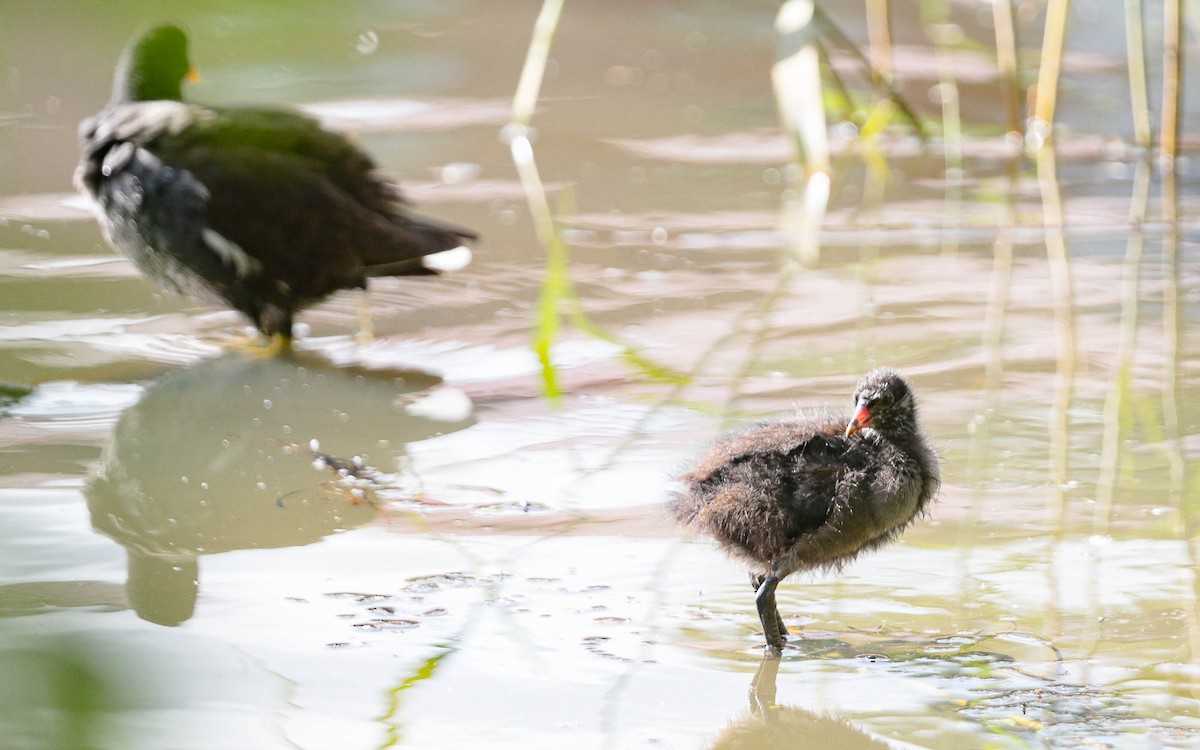 Gallinule poule-d'eau - ML620711816