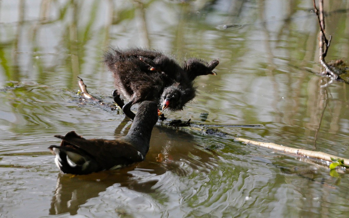 Gallinule poule-d'eau - ML620711818