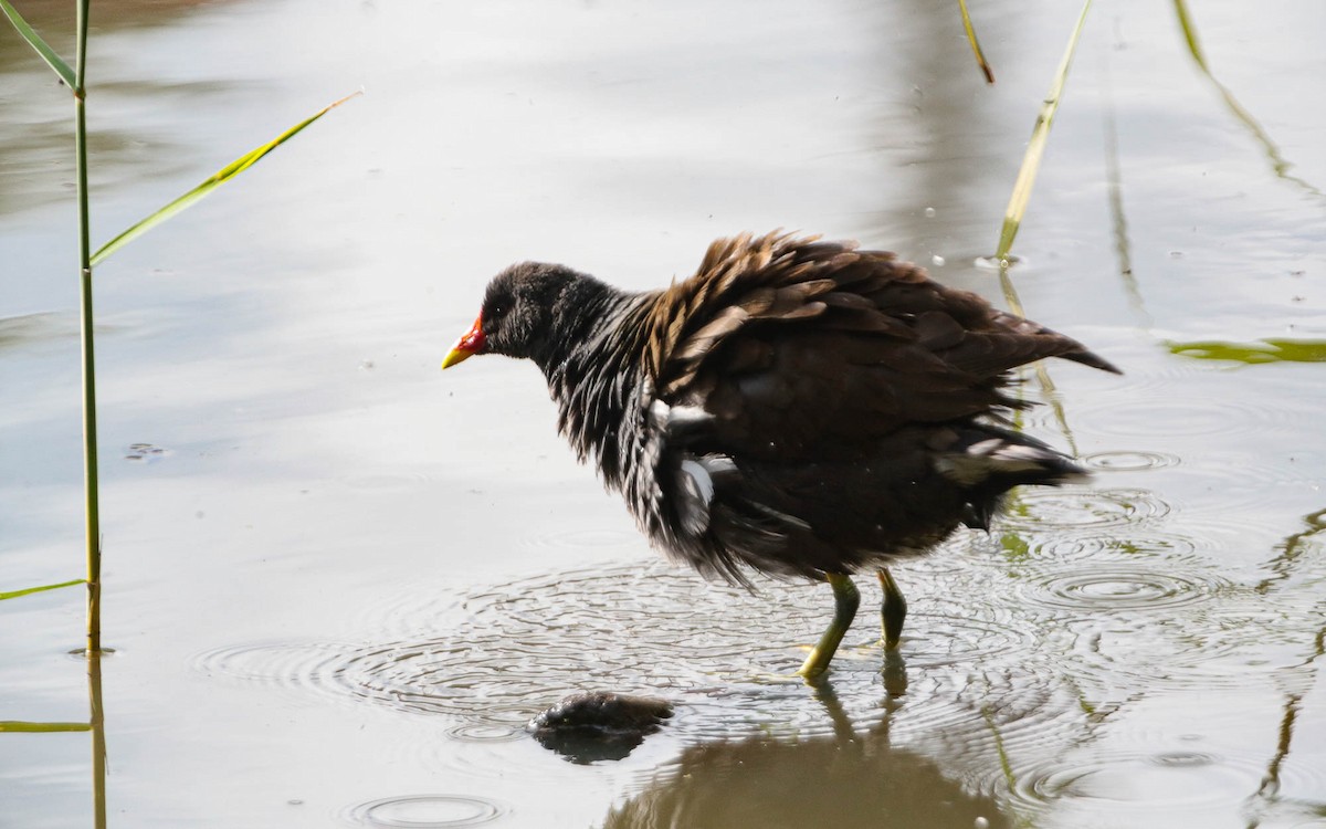 Gallinule poule-d'eau - ML620711821