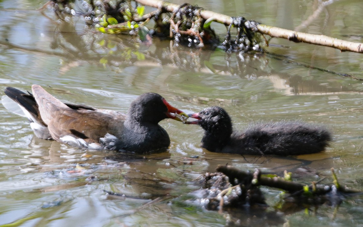 Gallinule poule-d'eau - ML620711822