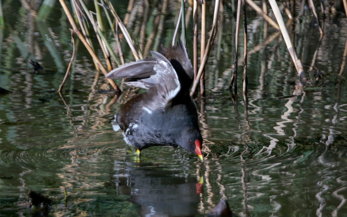 Eurasian Moorhen - ML620711824