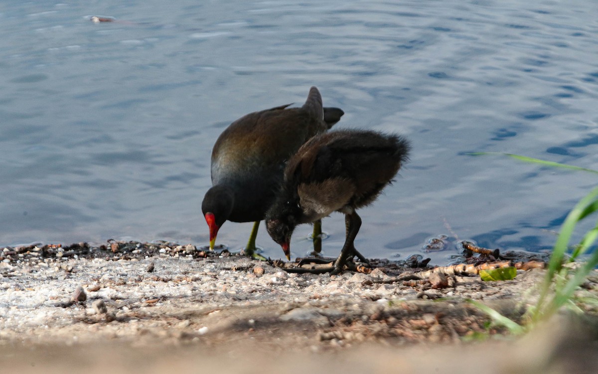 Gallinule poule-d'eau - ML620711825