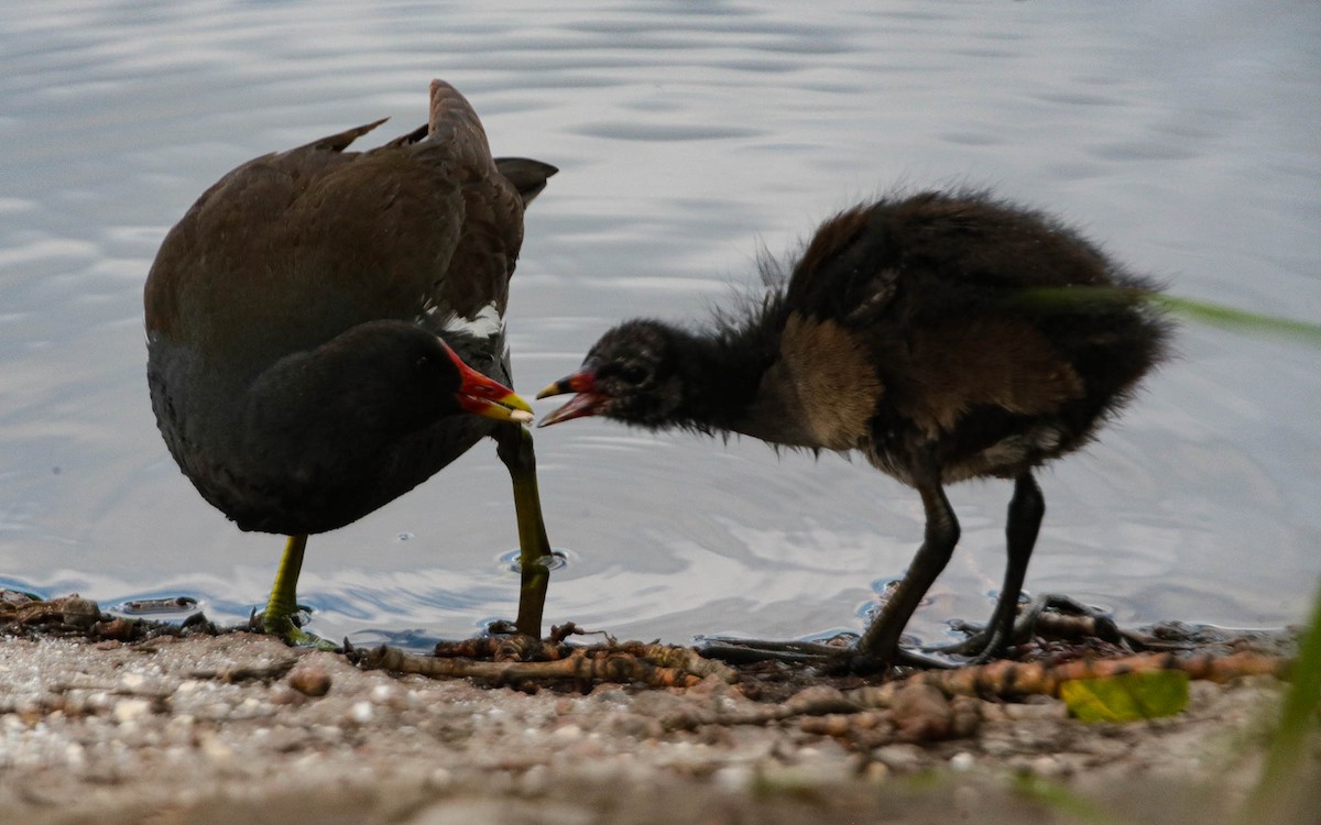 Eurasian Moorhen - ML620711826