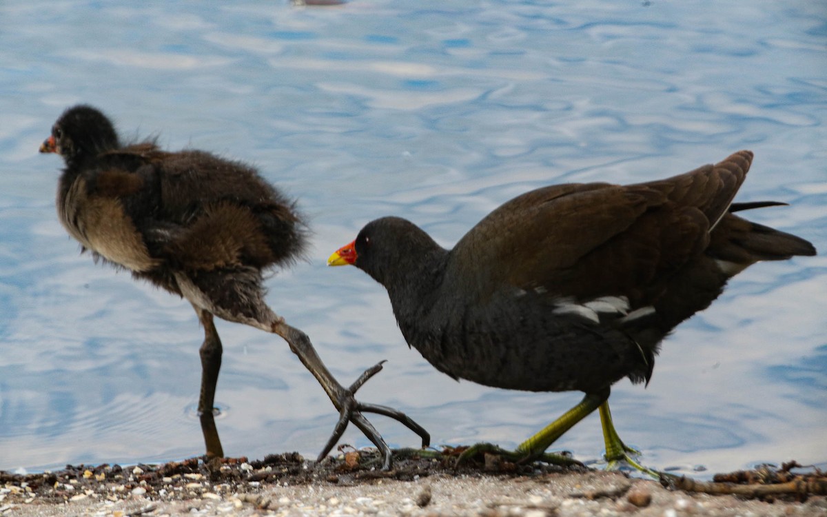 Eurasian Moorhen - ML620711827