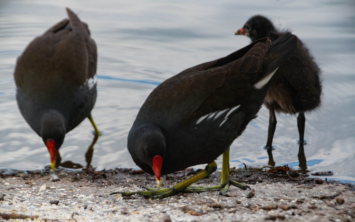 Gallinule poule-d'eau - ML620711828