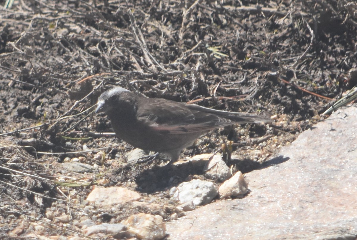 Black Rosy-Finch - ML620711830