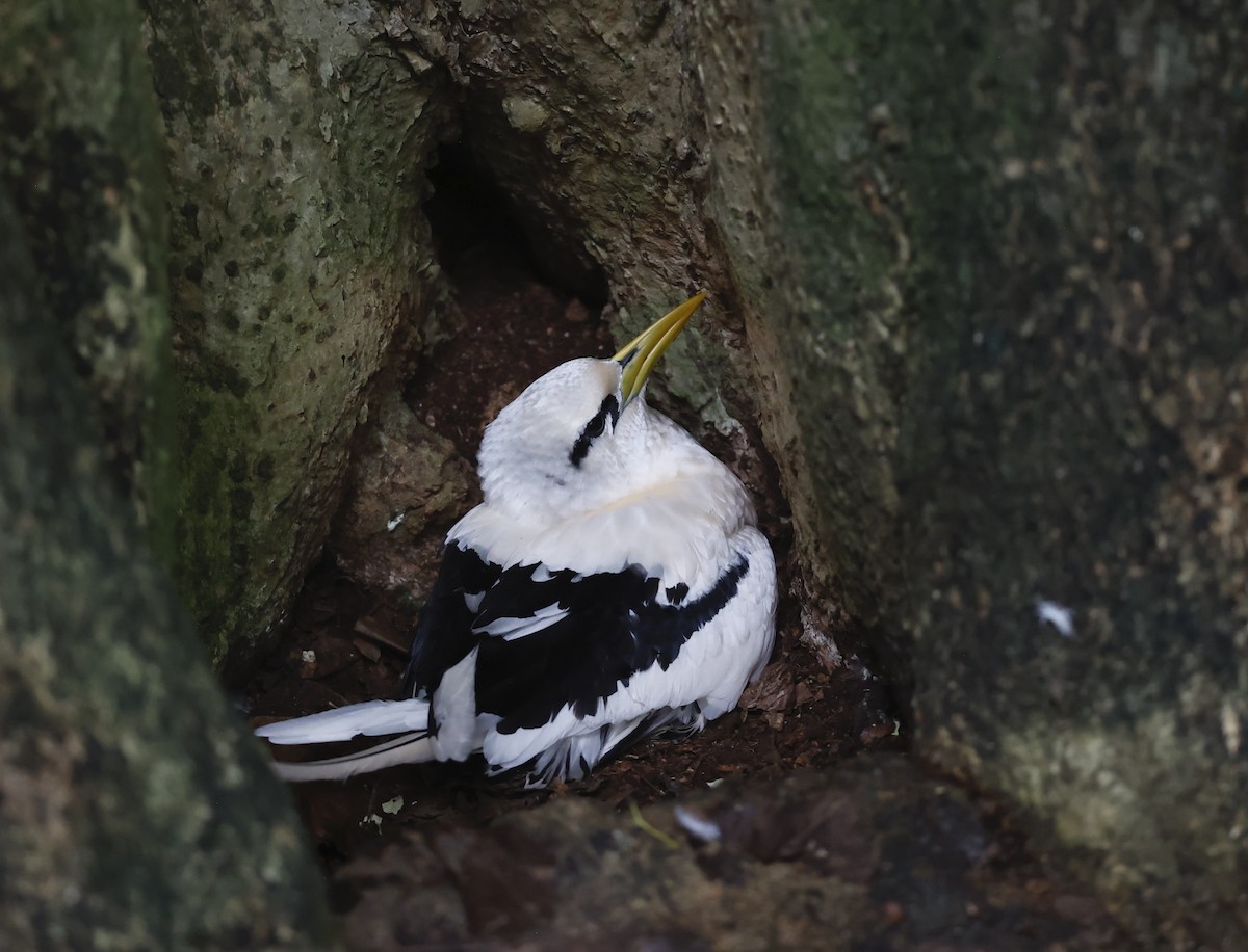 White-tailed Tropicbird - ML620711832