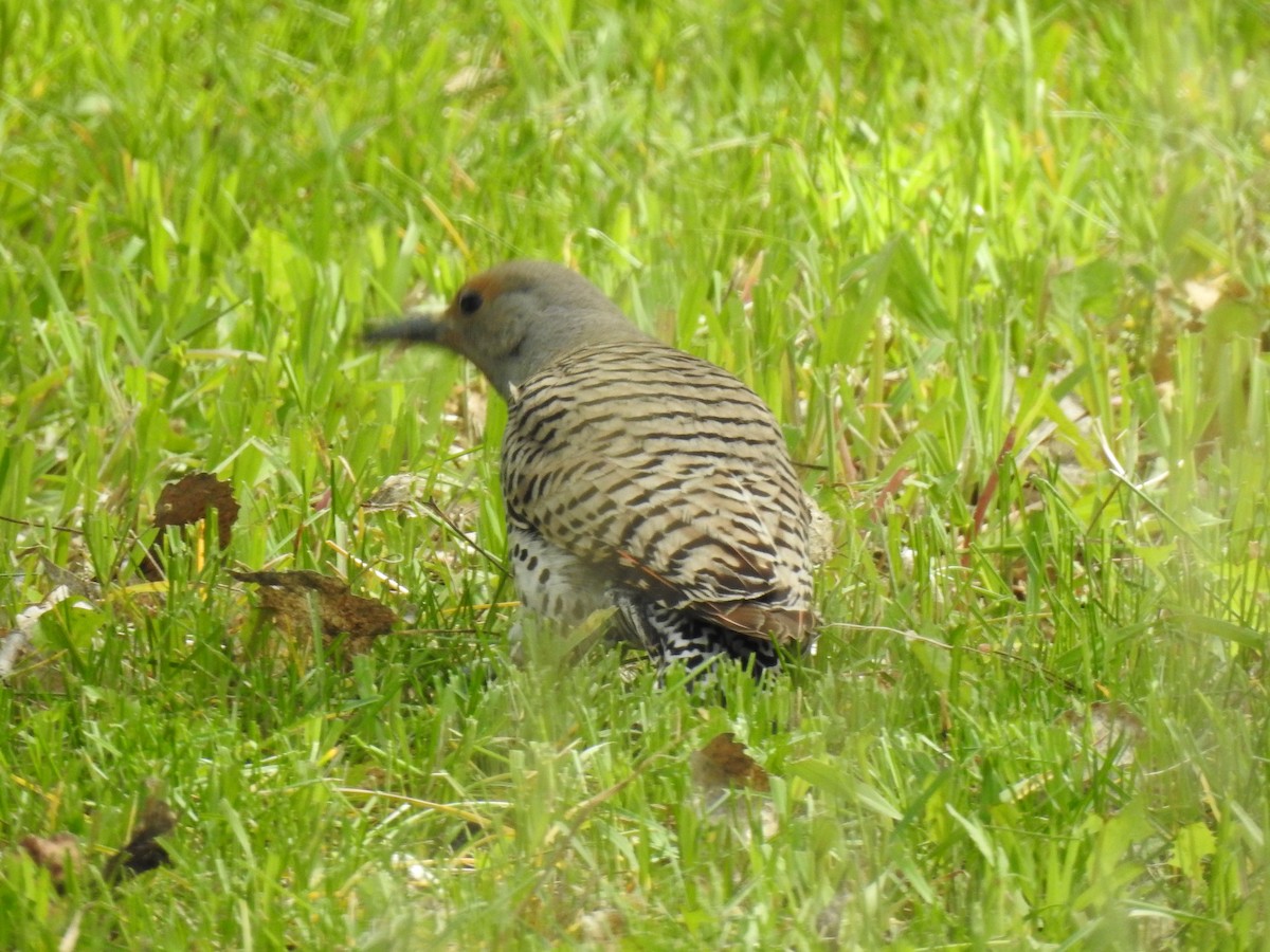 Northern Flicker - ML620711833