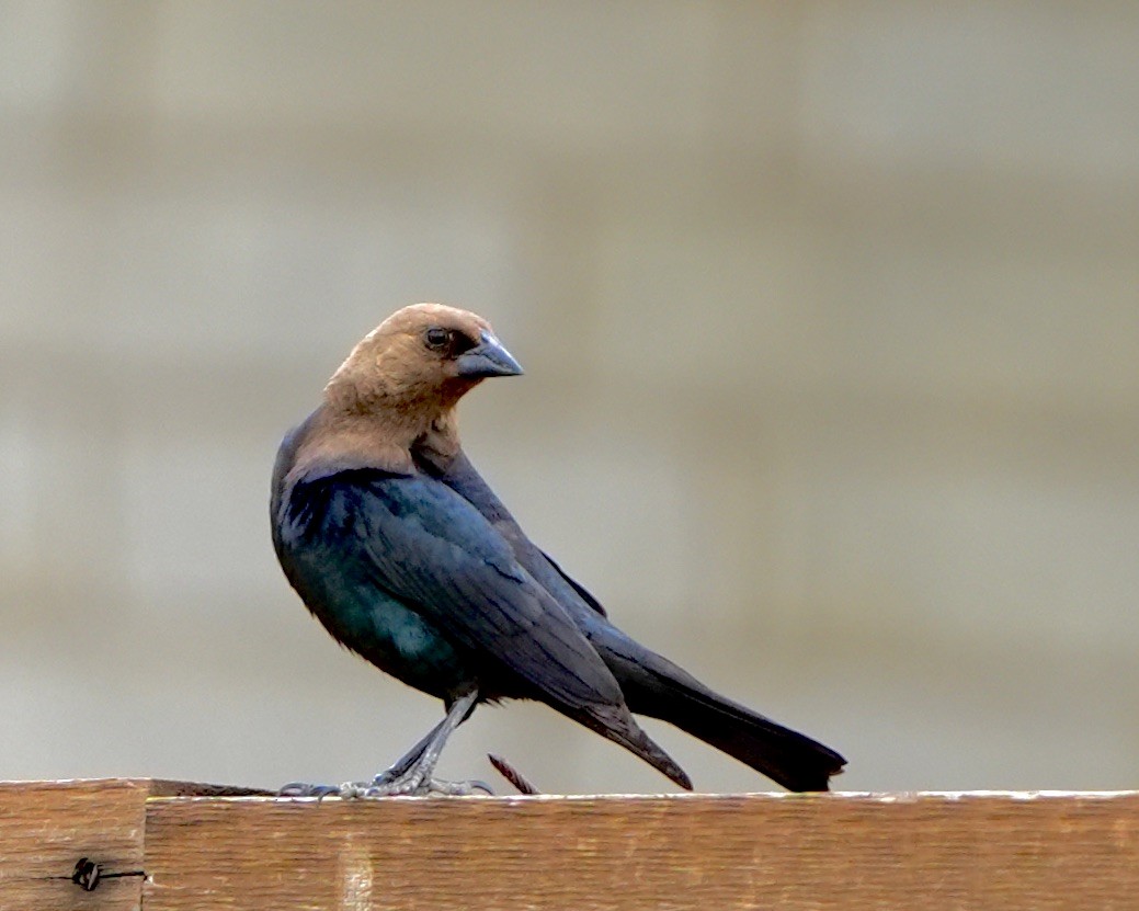 Brown-headed Cowbird - ML620711834