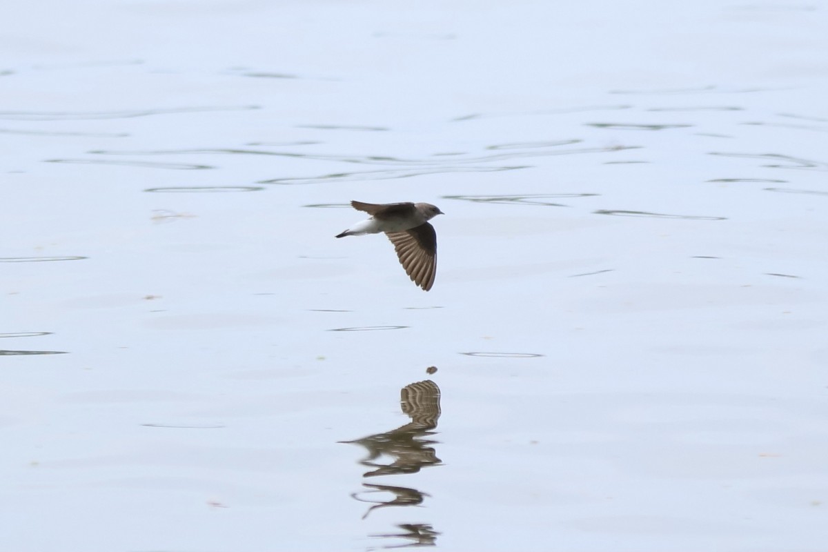 Northern Rough-winged Swallow - ML620711836