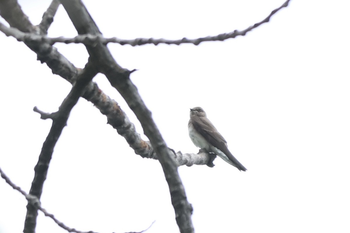 Northern Rough-winged Swallow - ML620711837