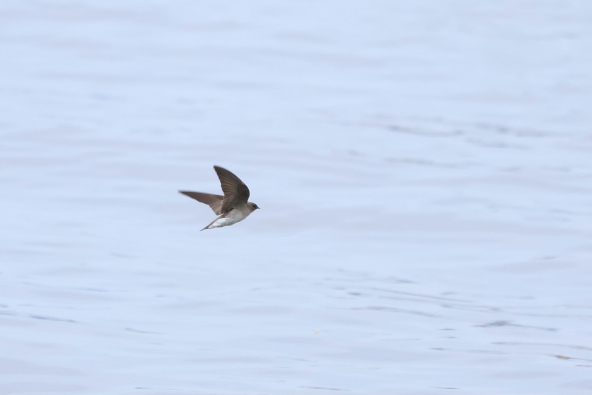 Golondrina Aserrada - ML620711838