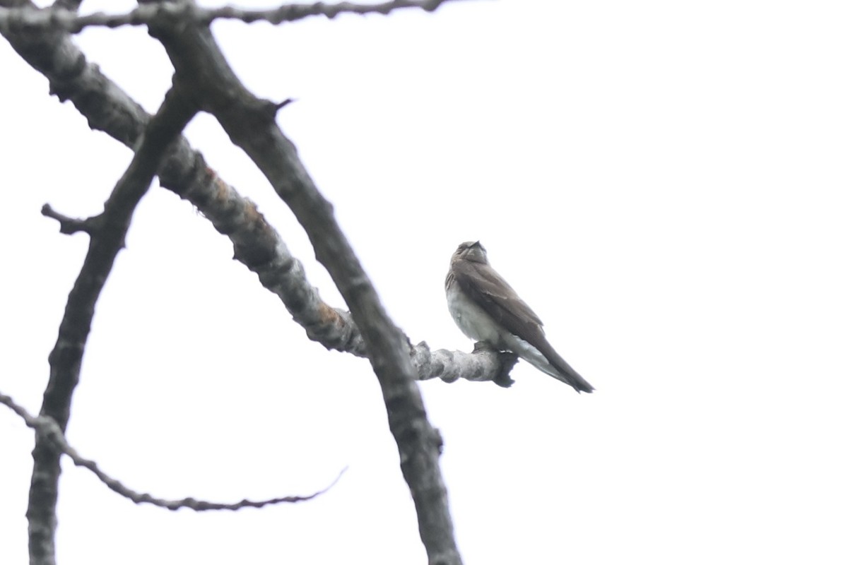 Northern Rough-winged Swallow - ML620711839