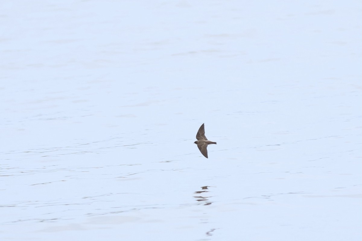 Northern Rough-winged Swallow - ML620711840