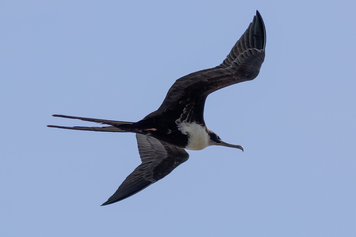 Great Frigatebird - ML620711841