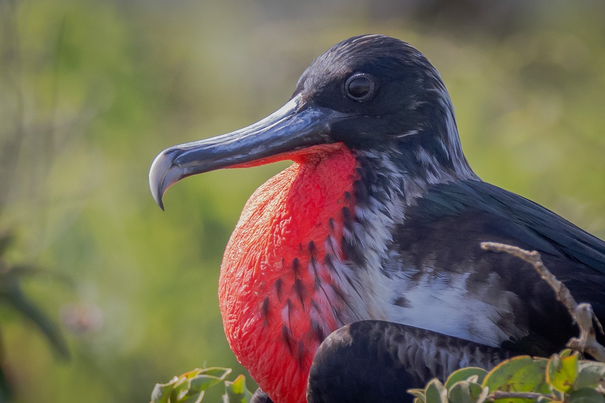 Great Frigatebird - ML620711842