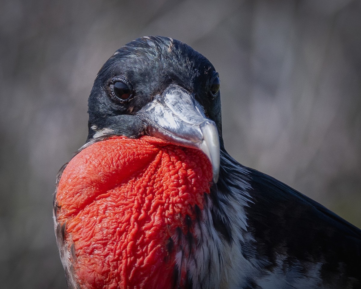 Great Frigatebird - ML620711843