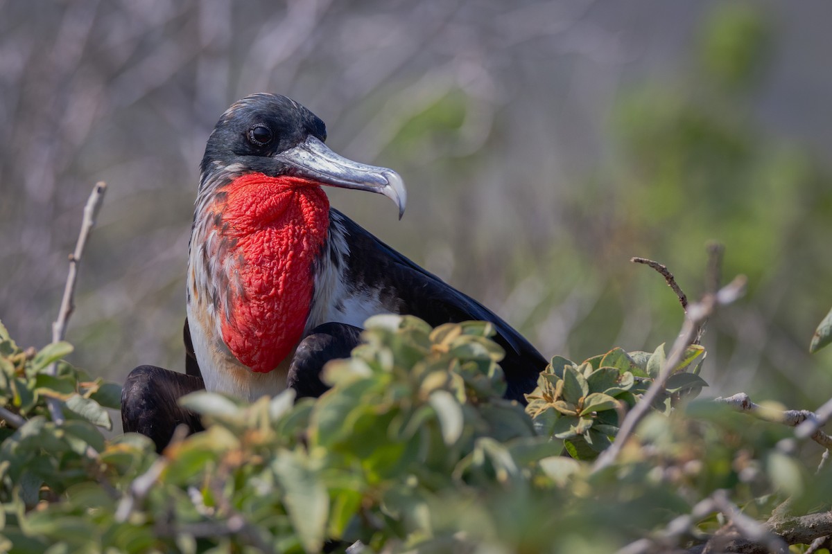 Bindenfregattvogel - ML620711844