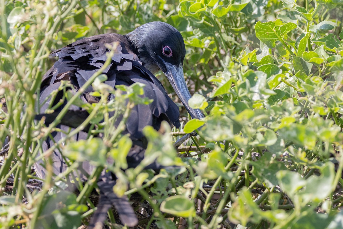 Great Frigatebird - ML620711846