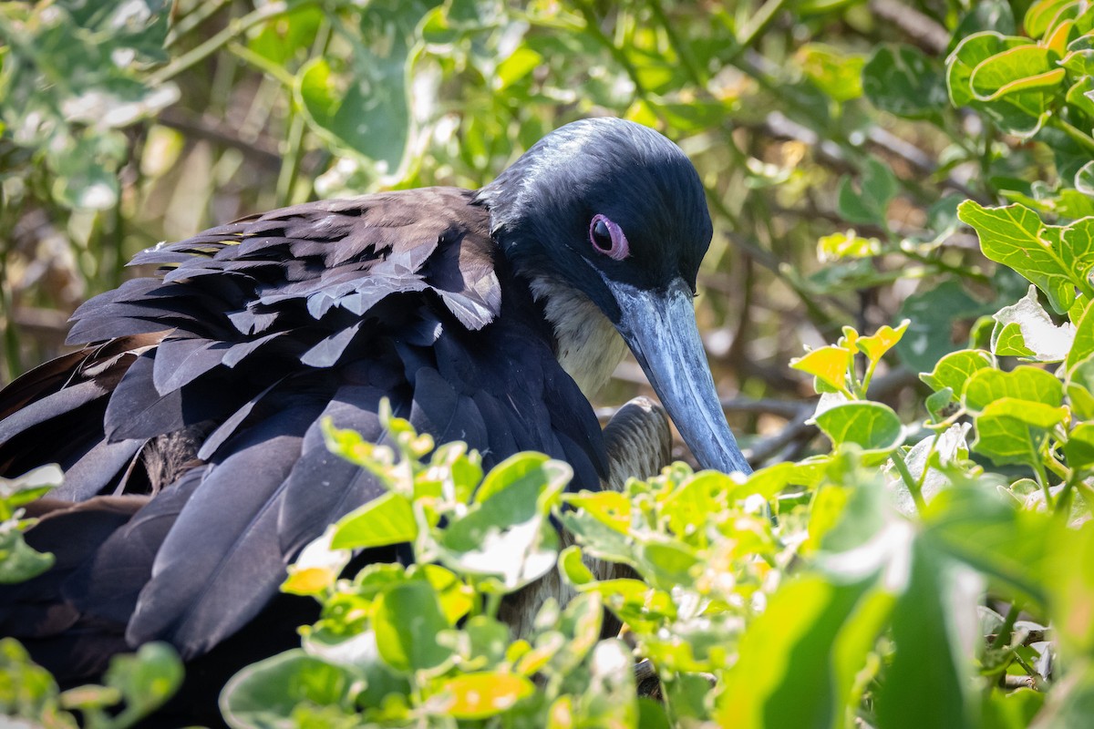 Great Frigatebird - ML620711848