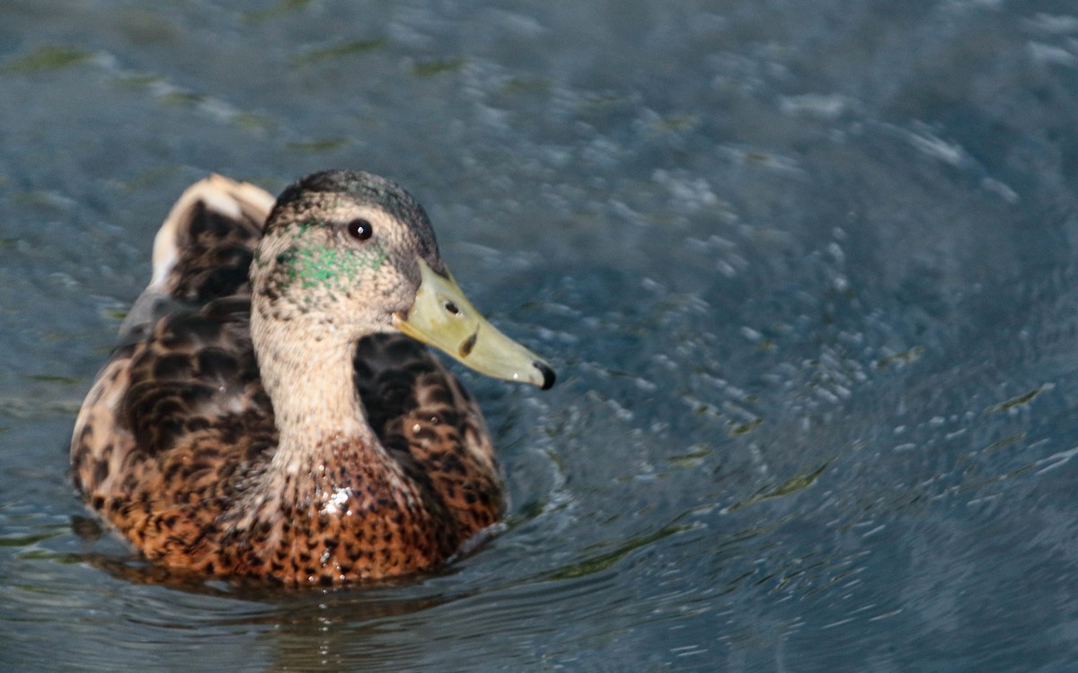 Canard colvert - ML620711849