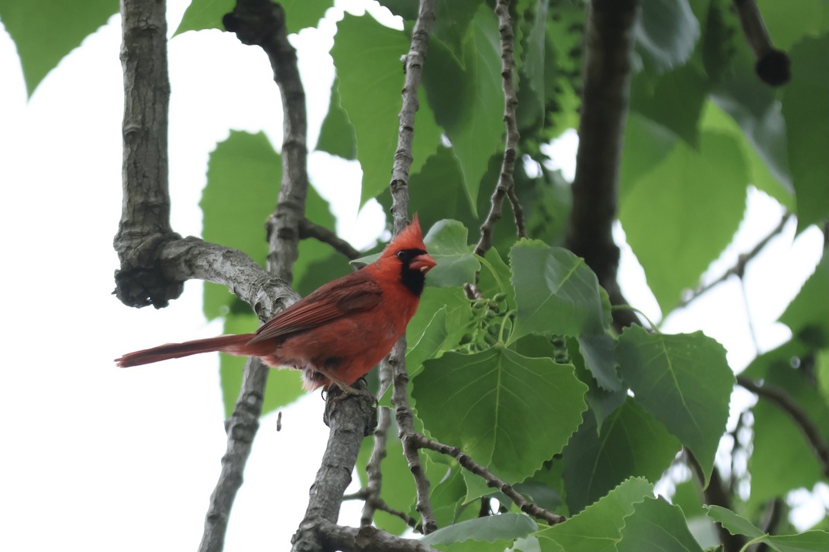 Cardenal Norteño - ML620711851