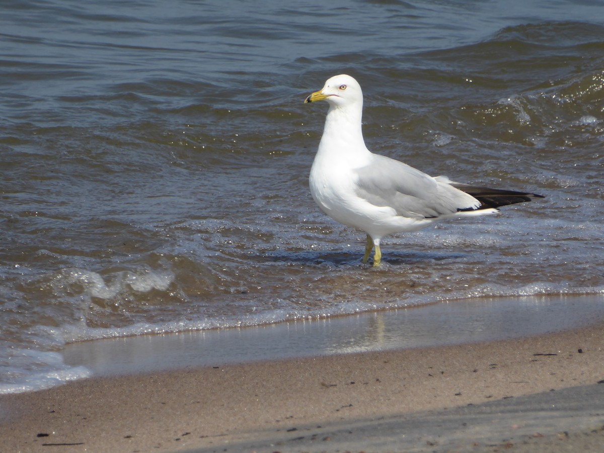 Ring-billed Gull - ML620711852