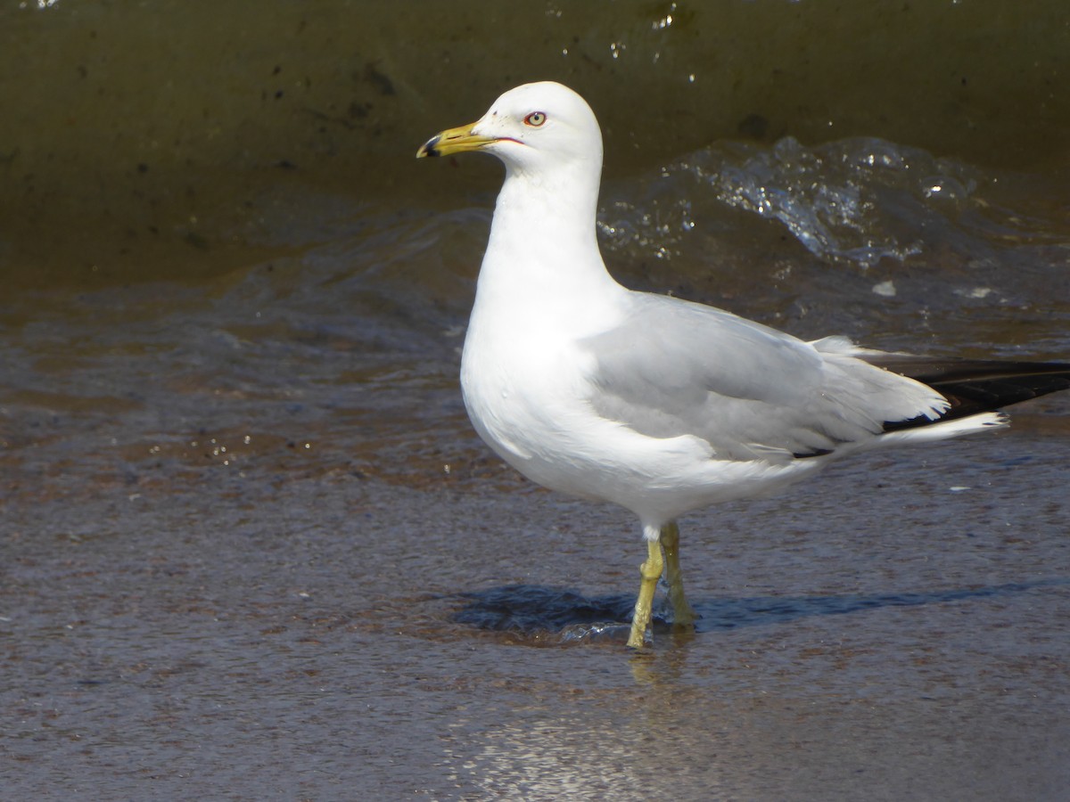 Ring-billed Gull - ML620711853