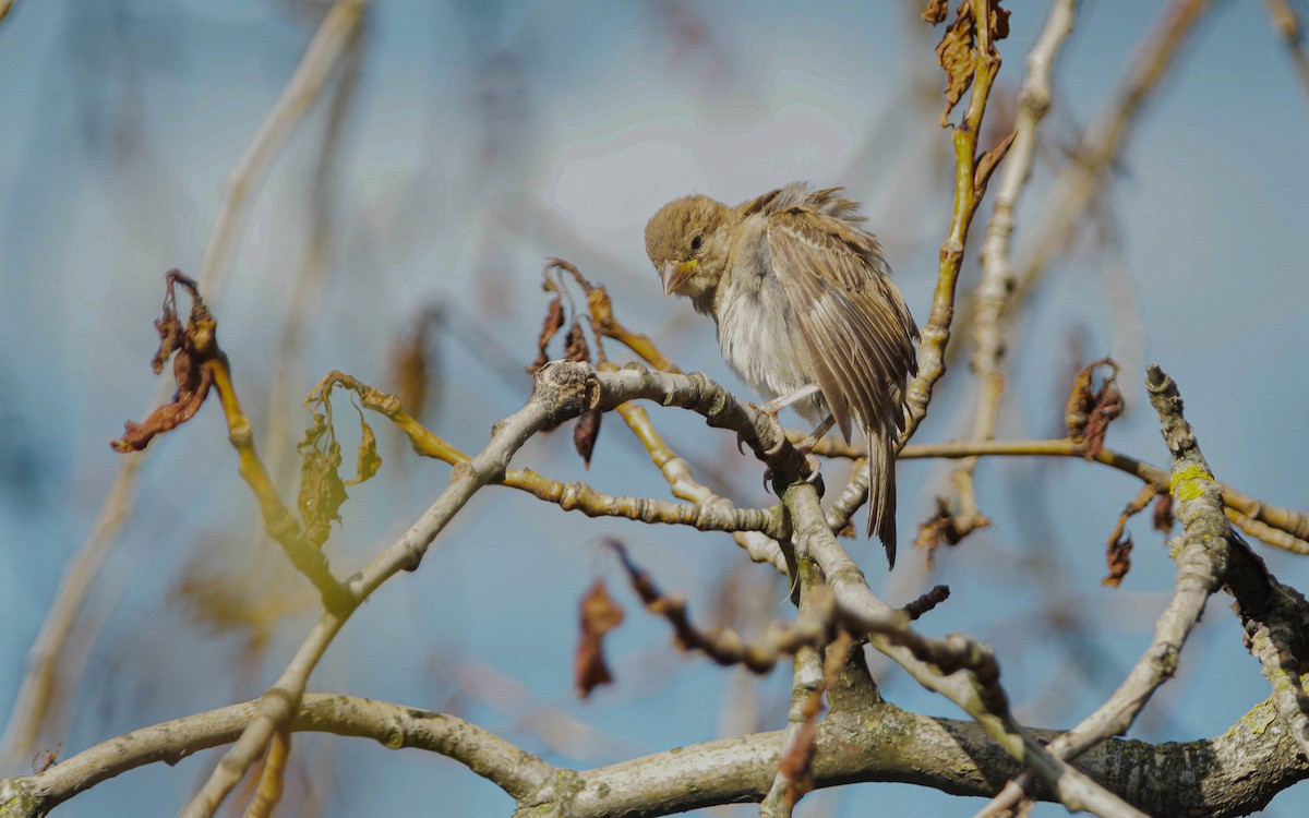 House Sparrow - ML620711855