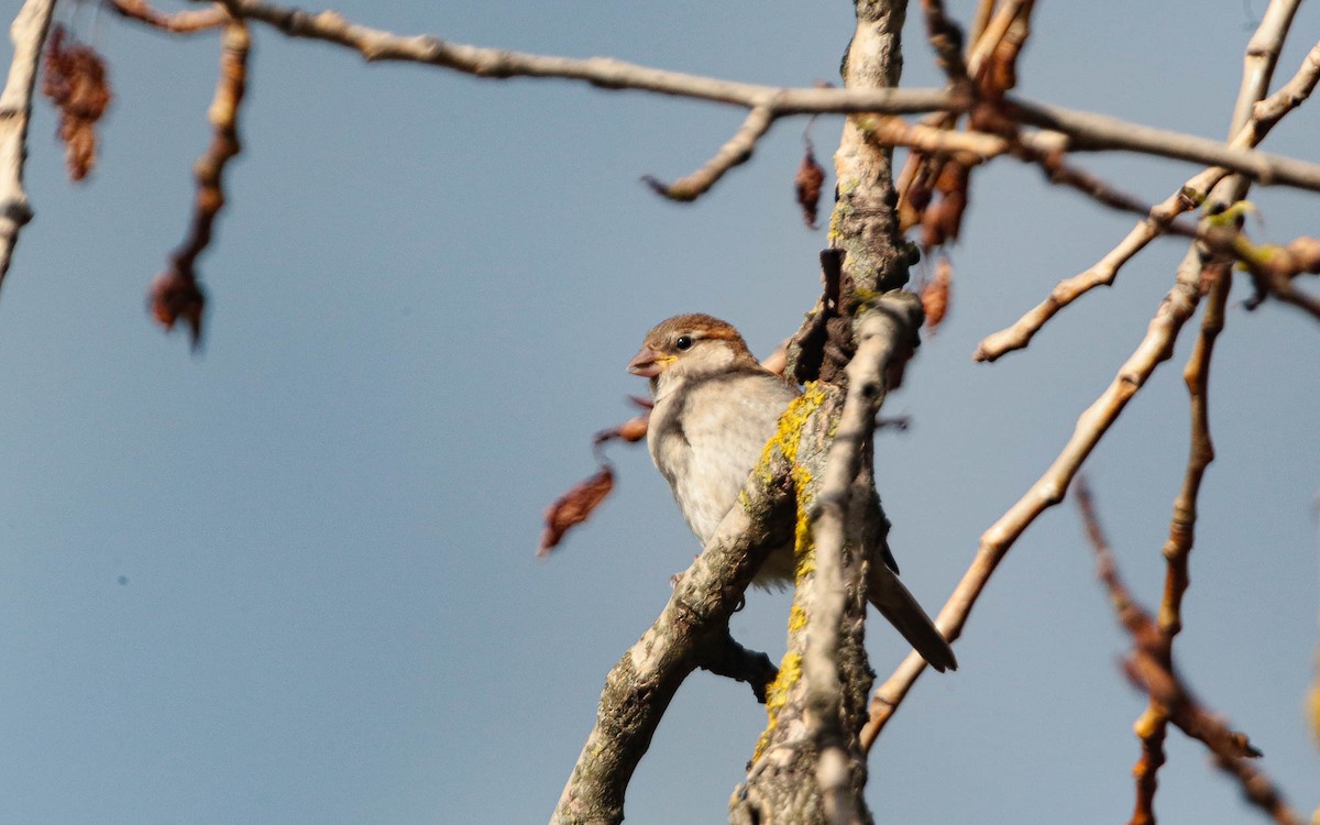 House Sparrow - ML620711856