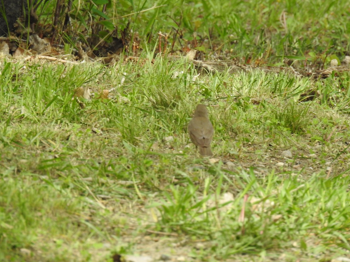 Swainson's Thrush - Connie Schlotterbeck