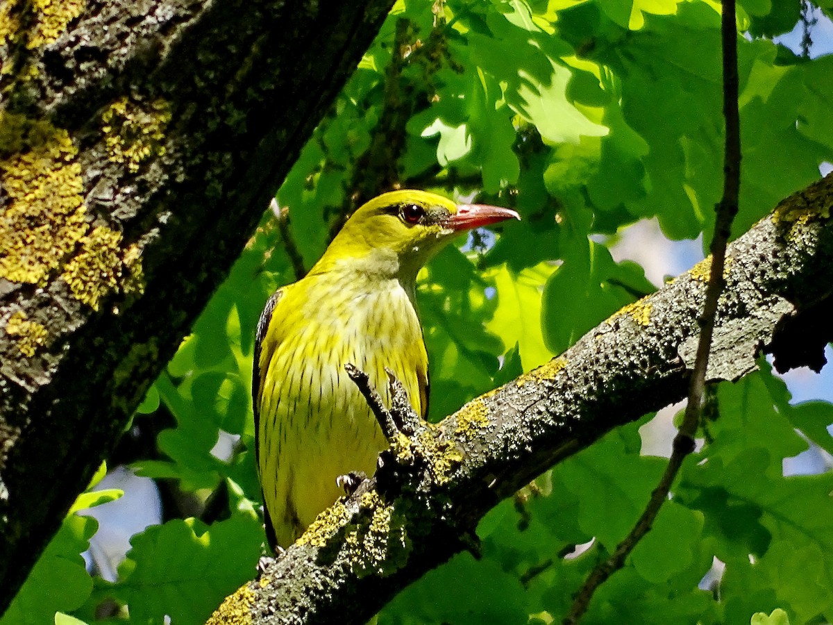 Eurasian Golden Oriole - ML620711860