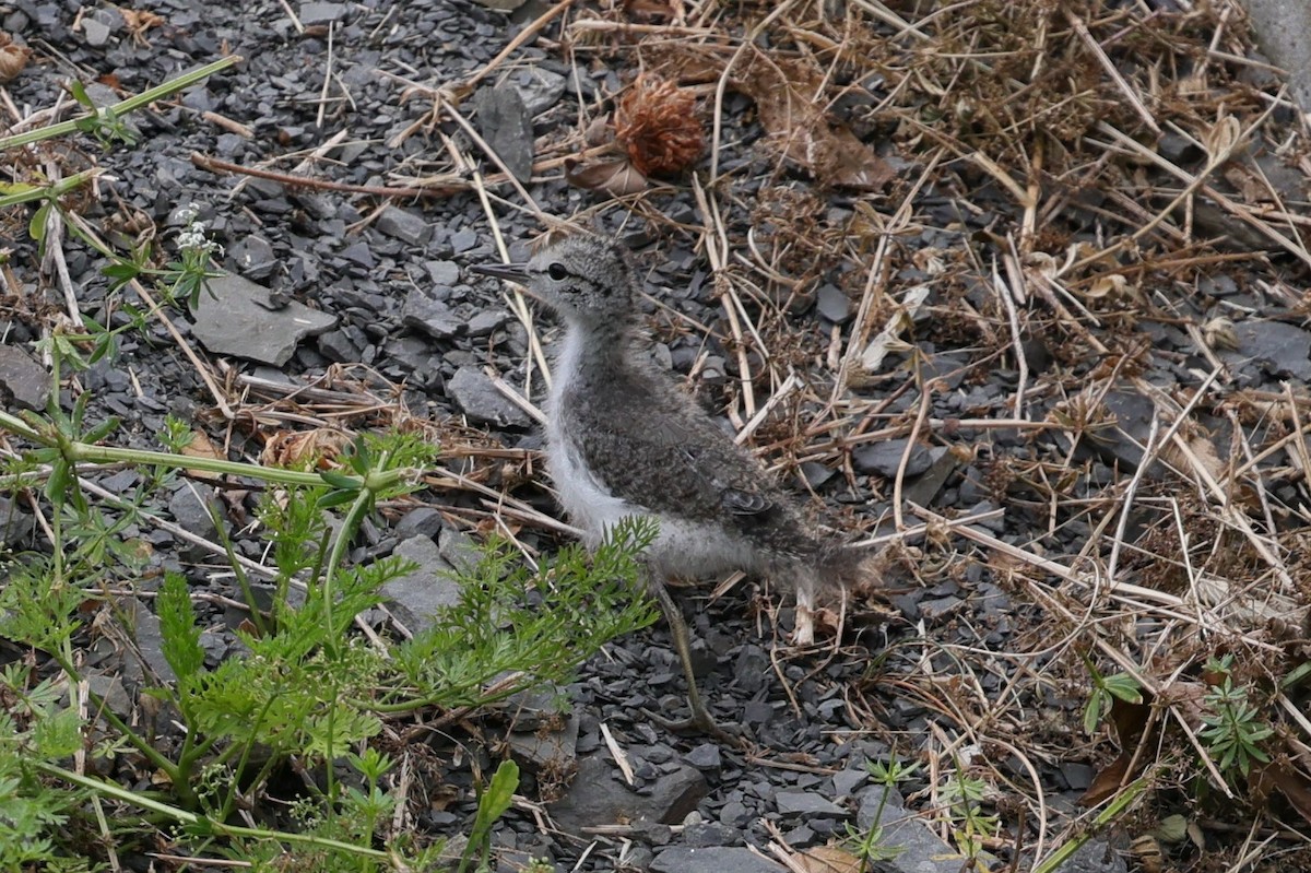 Spotted Sandpiper - ML620711863