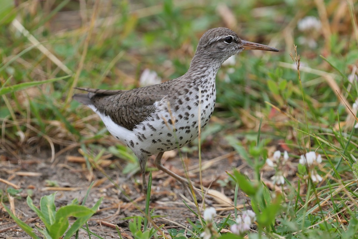 Spotted Sandpiper - ML620711864