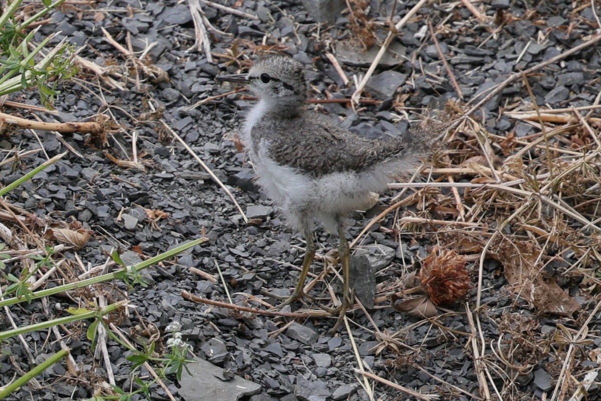 Spotted Sandpiper - ML620711865