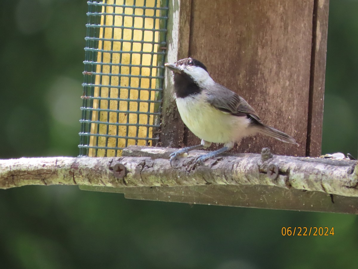 Carolina Chickadee - ML620711866