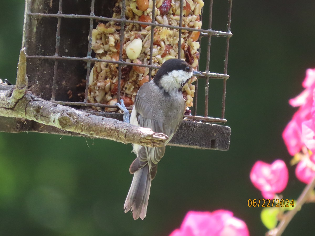 Carolina Chickadee - ML620711867