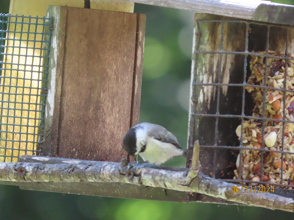 Carolina Chickadee - ML620711868