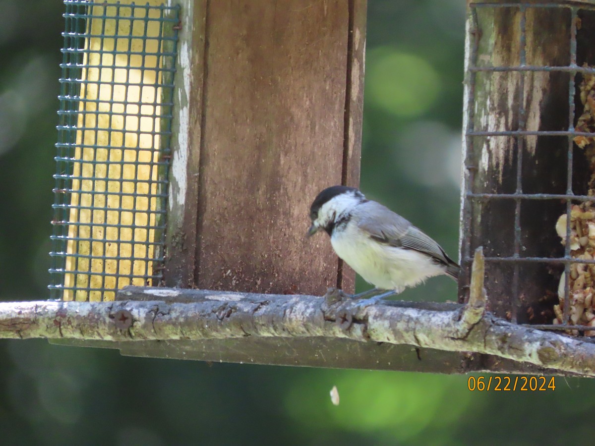 Carolina Chickadee - Susan Leake