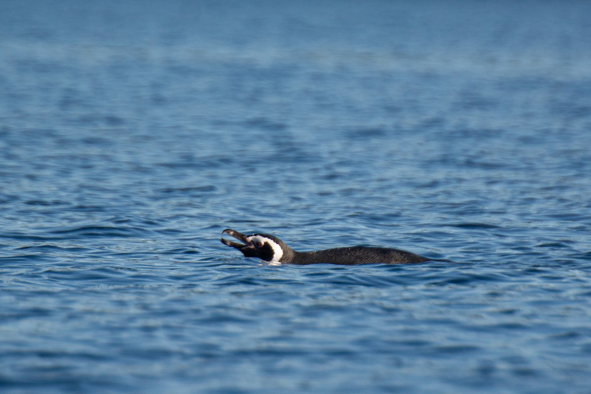 Pingüino Magallánico - ML620711874